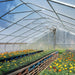 30' x 150' Commercial Tunnel Greenhouse with 6 Mil Clear Poly Covers and Roll-Up Sides TMG-GH30150 TMG Industrial