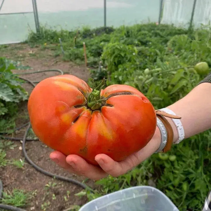 TMG Industrial 30’ x 150’ Tunnel Greenhouse Grow Tent w/6 Mil Clear EVA Plastic Film, Cold Frame, Hand Crank Roll-Up Sides, Peak Ceiling Roof, TMG-GH30150